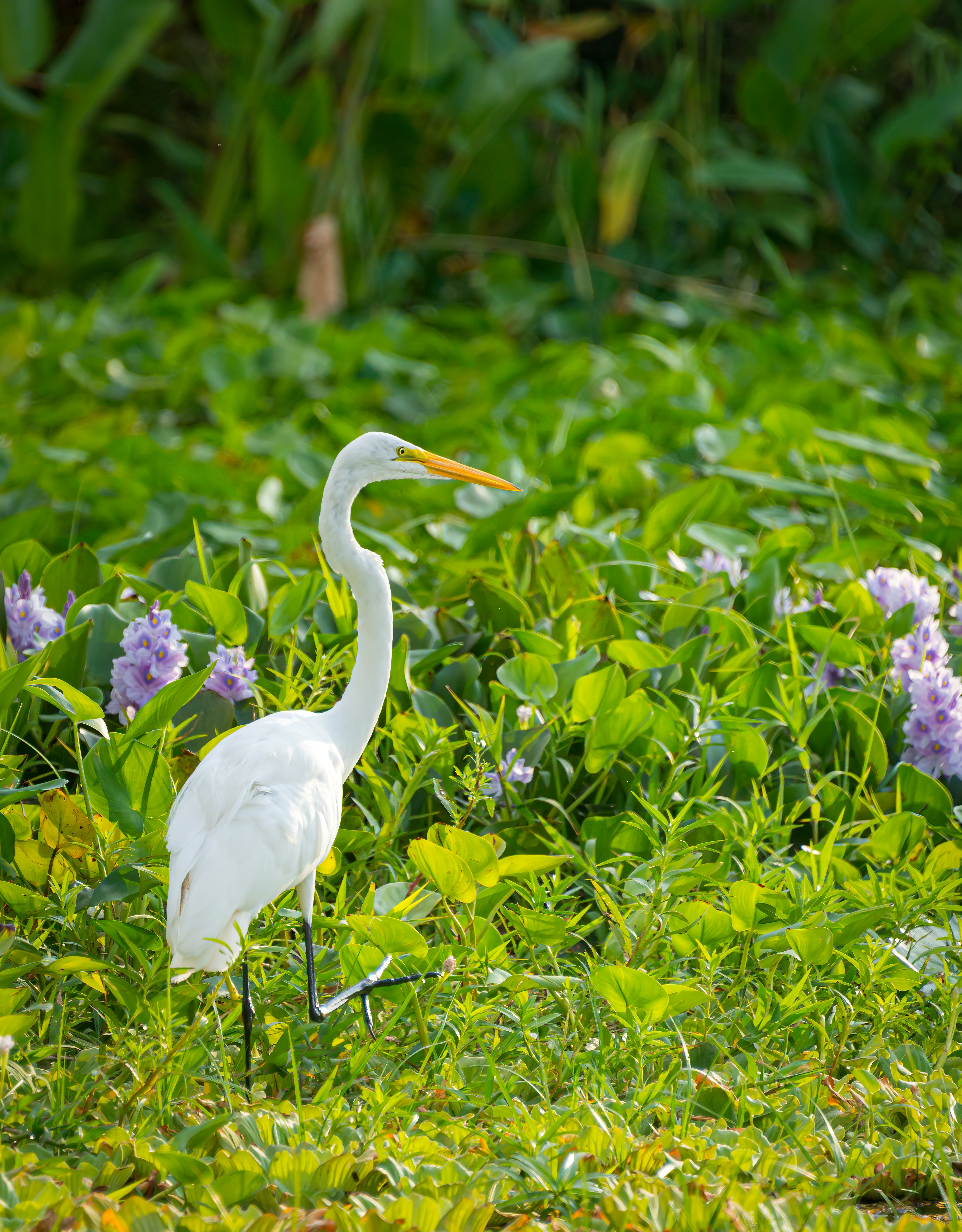 white bird on green plant